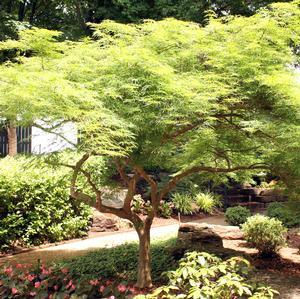 2 units available! Pre-Order Qty: 0