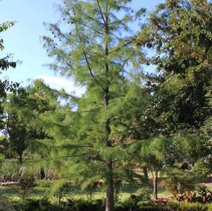 99 units available! Pre-Order Qty: 0