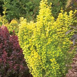 17 units available! Pre-Order Qty: 32