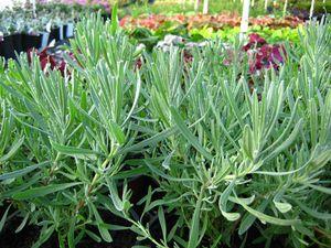 3 units available! Pre-Order Qty: 0