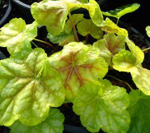 25 units available! Pre-Order Qty: 47