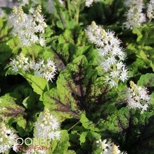 48 units available! Pre-Order Qty: 0