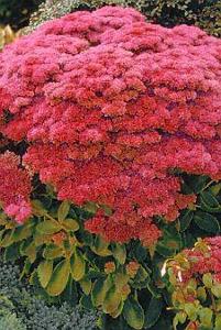 659 units available! Pre-Order Qty: 0