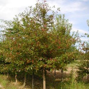 50 units available! Pre-Order Qty: 0