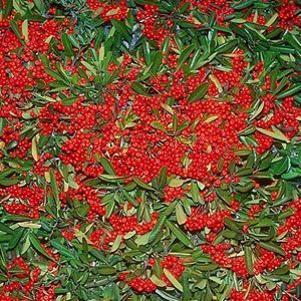 3 units available! Pre-Order Qty: 0