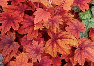 1 units available! Pre-Order Qty: 0