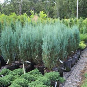 15 units available! Pre-Order Qty: 0