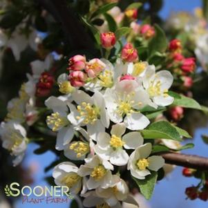 11 units available! Pre-Order Qty: 0