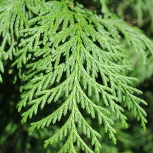 2 units available! Pre-Order Qty: 3