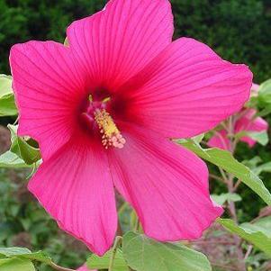 20 units available! Pre-Order Qty: 0