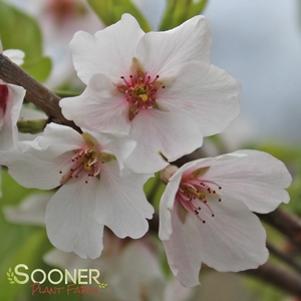 49 units available! Pre-Order Qty: 0