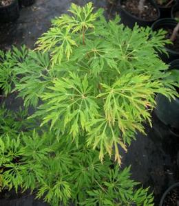 3 units available! Pre-Order Qty: 1