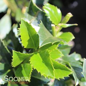 7 units available! Pre-Order Qty: 0