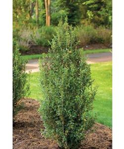 16 units available! Pre-Order Qty: 0