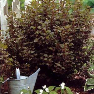 50 units available! Pre-Order Qty: 0