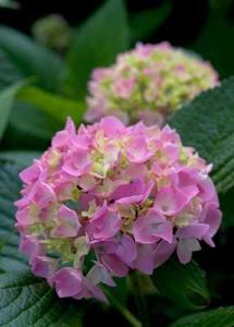 1 units available! Pre-Order Qty: 0