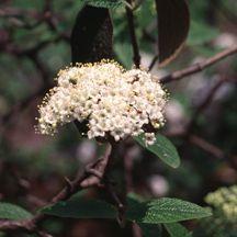 427 units available! Pre-Order Qty: 0