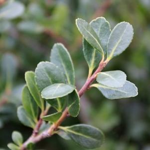 4 units available! Pre-Order Qty: 0