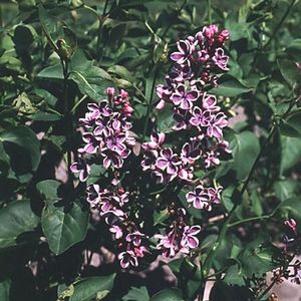 4 units available! Pre-Order Qty: 0