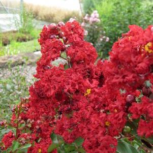 10 units available! Pre-Order Qty: 0