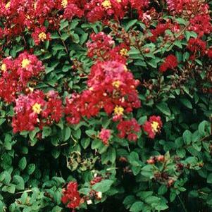 50 units available! Pre-Order Qty: 0