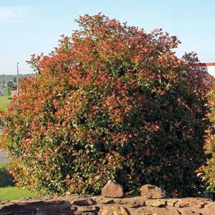 2 units available! Pre-Order Qty: 0