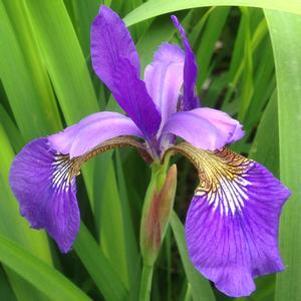 20 units available! Pre-Order Qty: 0