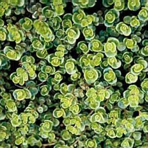 15 units available! Pre-Order Qty: 0