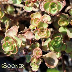 3 units available! Pre-Order Qty: 0