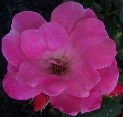 100 units available! Pre-Order Qty: 0