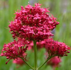 26 units available! Pre-Order Qty: 0