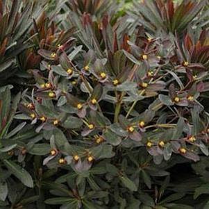 17 units available! Pre-Order Qty: 0