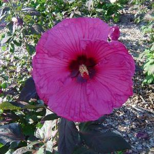 50 units available! Pre-Order Qty: 0