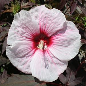 49 units available! Pre-Order Qty: 0