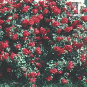 0 units available! Pre-Order Qty: 0