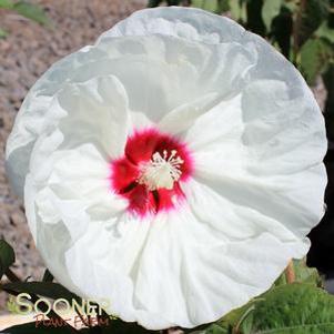 20 units available! Pre-Order Qty: 0