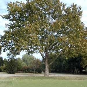 10 units available! Pre-Order Qty: 0