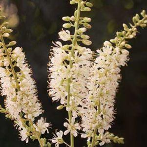 106 units available! Pre-Order Qty: 0