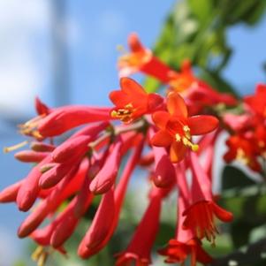 13 units available! Pre-Order Qty: 0