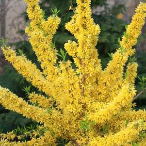 6 units available! Pre-Order Qty: 0