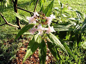 24 units available! Pre-Order Qty: 0