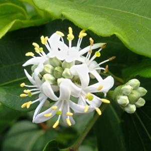 9 units available! Pre-Order Qty: 0