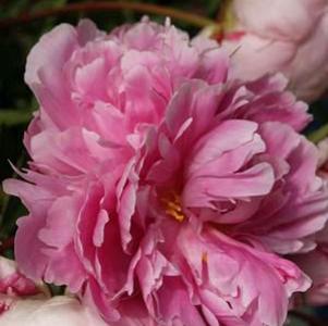 180 units available! Pre-Order Qty: 0