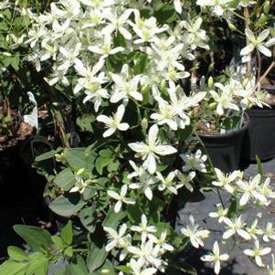 24 units available! Pre-Order Qty: 0