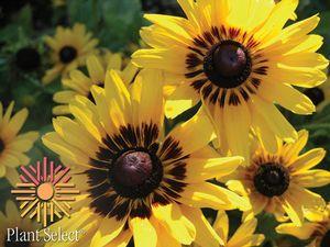 24 units available! Pre-Order Qty: 0