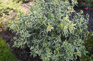 0 units available! Pre-Order Qty: 0