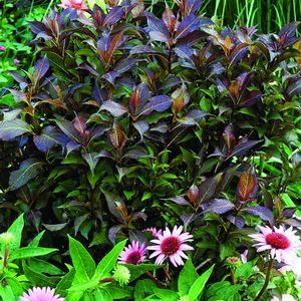 551 units available! Pre-Order Qty: 0