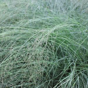 10 units available! Pre-Order Qty: 0