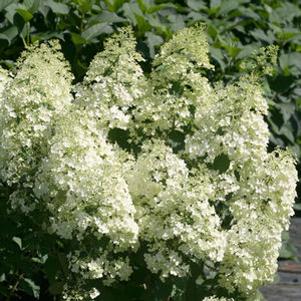 364 units available! Pre-Order Qty: 0