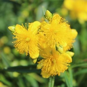 7 units available! Pre-Order Qty: 0